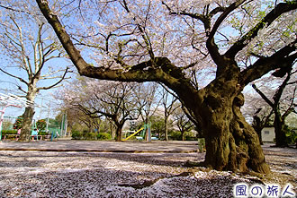 玉川野毛町公園の桜の写真
