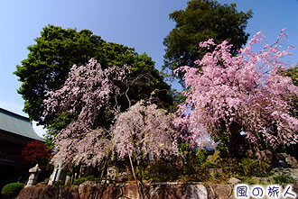 野毛善養寺の枝垂桜の写真