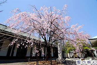 等々力満願寺の枝垂桜の写真