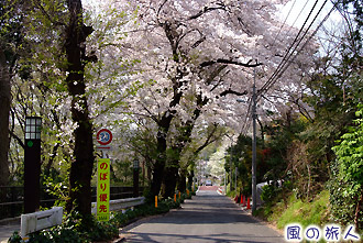 成城ビール坂の桜並木の写真