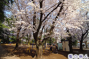 下馬こどものひろば公園の桜の写真
