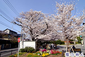 下馬公園の桜の写真