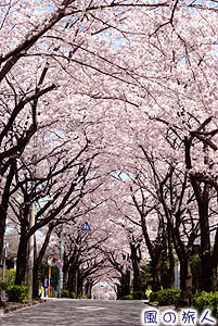 神学院前坂道の桜並木の写真
