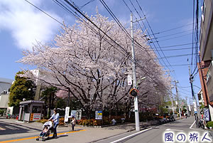 TMC通り沿いの桜並木の写真