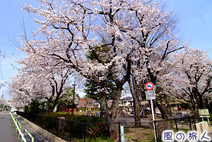 葭根公園の桜の写真