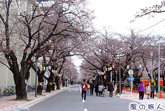三宿駐屯地の桜の写真