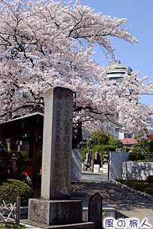 代田の円乗院の写真