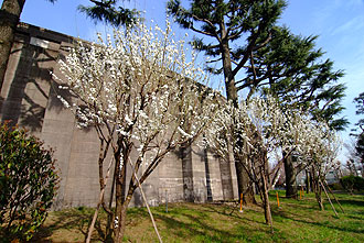 和田掘給水所の桜とつつじの写真