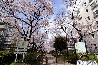 烏山川緑道桜小路の写真