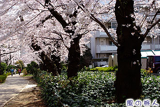 烏山川緑道桜小路の写真