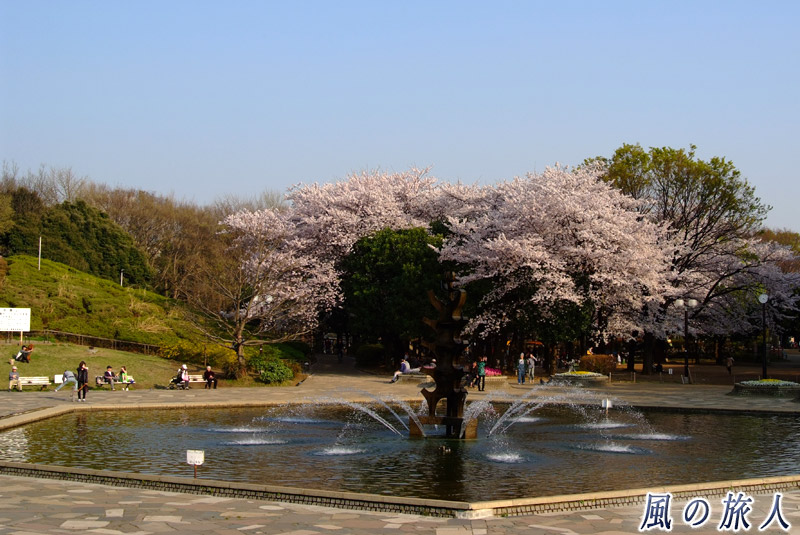 世田谷公園　桜の時期の噴水広場