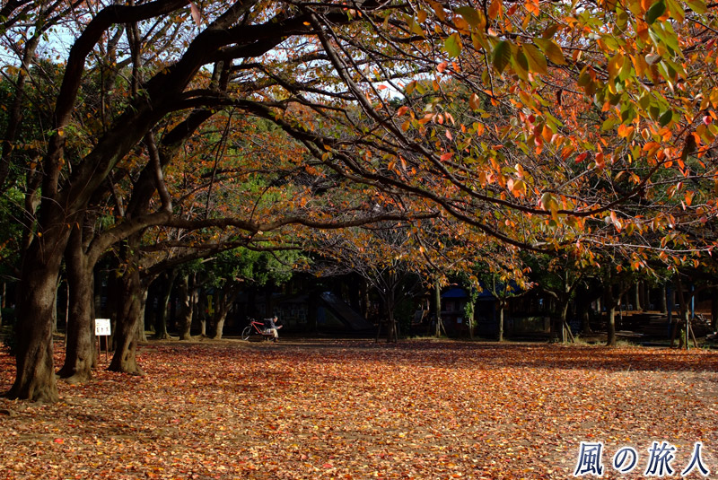 世田谷公園　紅葉の季節