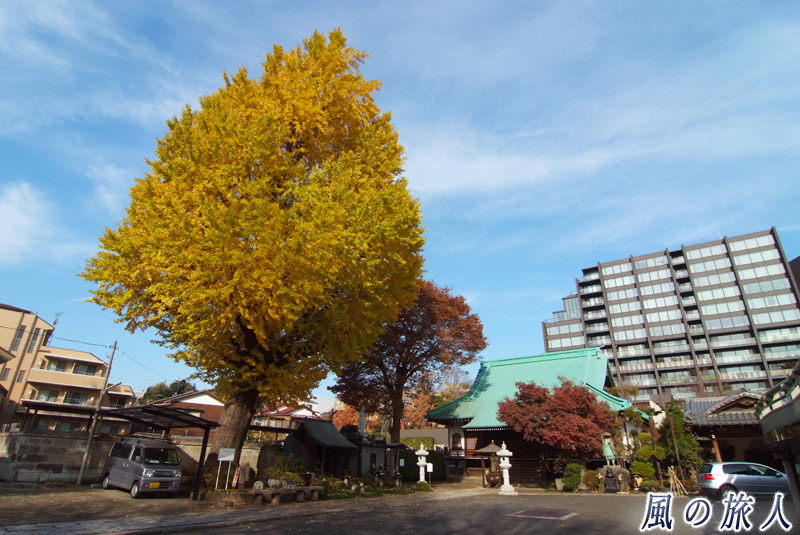 太子堂円泉寺境内の大イチョウの木