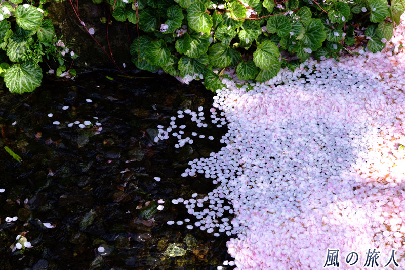 北沢川緑道　せせらぎを流れる桜の花びら