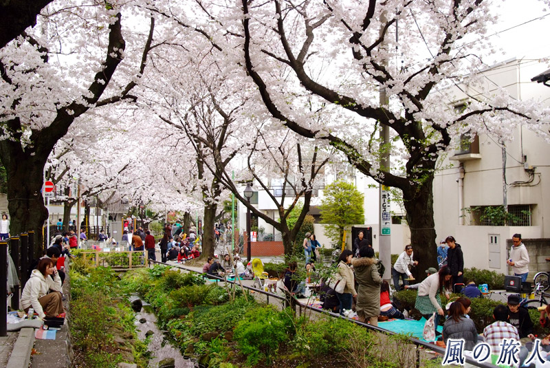 北沢川緑道　緑道で花見をする人たち