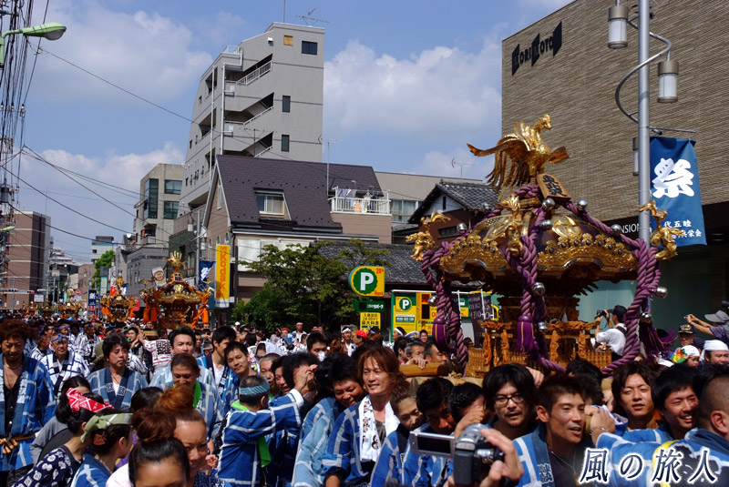 北沢八幡神社の神輿　茶沢通りに連なる神輿