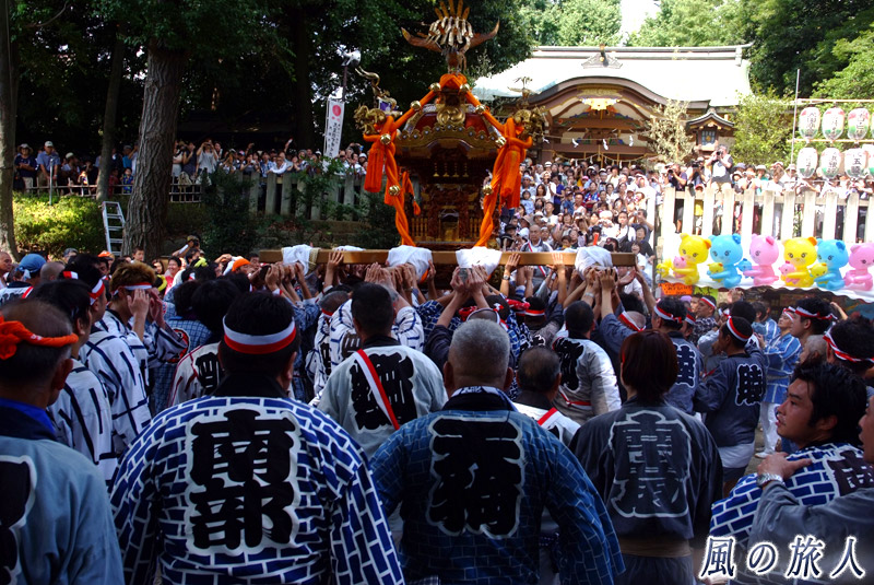 北沢八幡神社の神輿　拝殿に向っての差し上げ