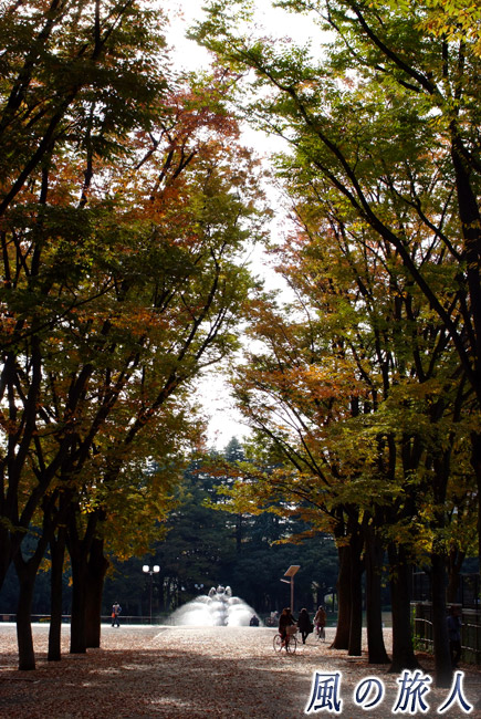世田谷公園　ケヤキ並木の紅葉と噴水