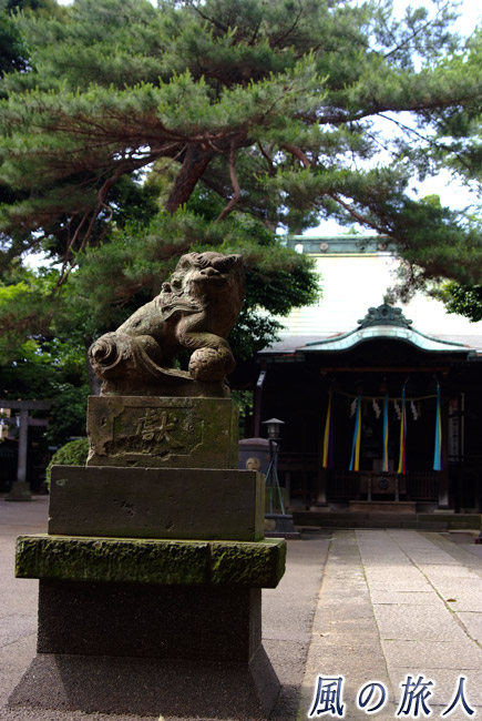 駒留八幡神社　狛犬と松