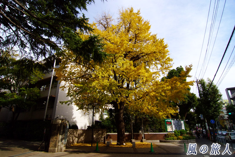 東京農業大学正門前のイチョウの標本木