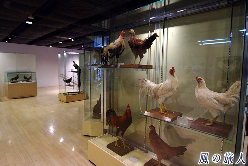 「食と農」の博物館　鳥の標本