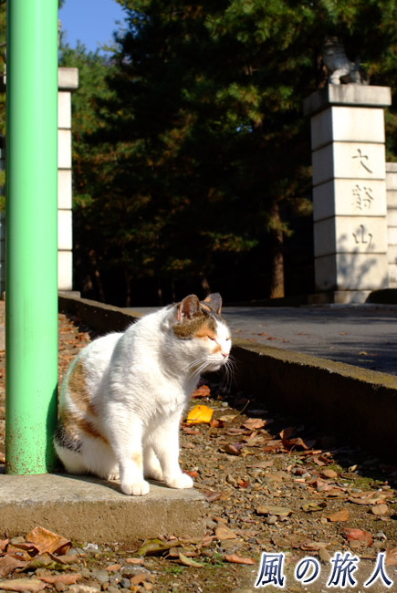 豪徳寺　参道の招き猫