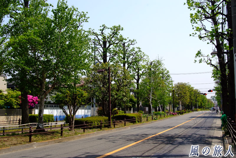 北沢川緑道ユリの木公園 真っ直ぐに続くユリの木