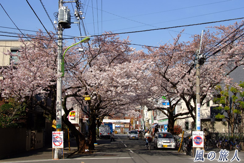 上北沢駅付近の桜並木