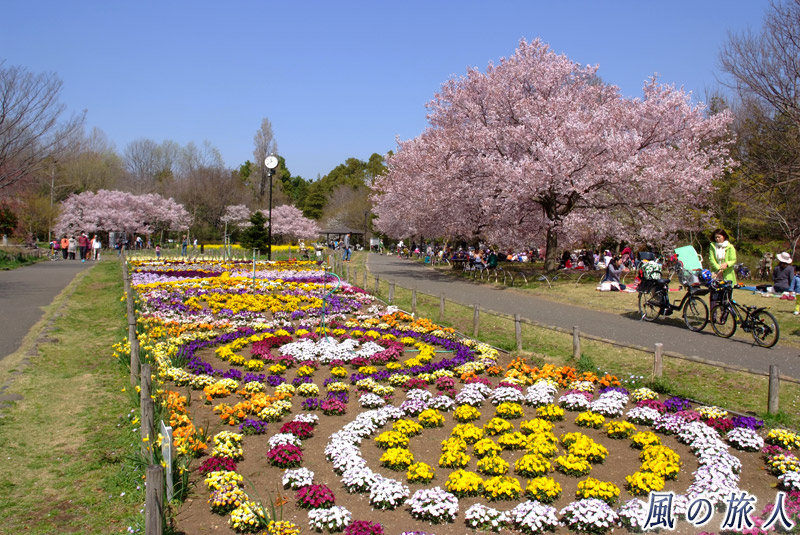 芦花公園花の丘　花の丘の花壇の写真