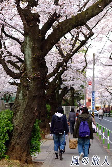桜並木の下の通学
