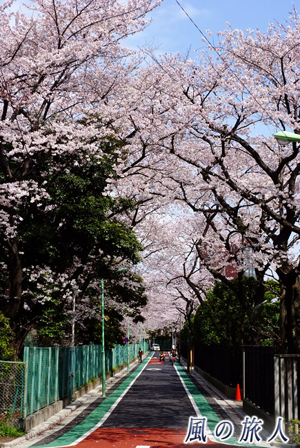 日大桜丘高校とグランド前の桜並木