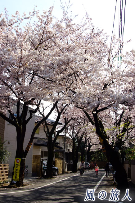 上北沢の桜並木３