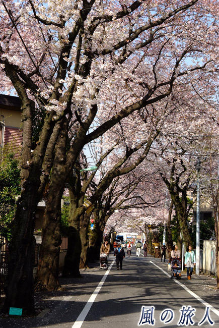 上北沢の桜並木４
