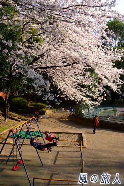 希望丘公園　桜の季節のブランコ