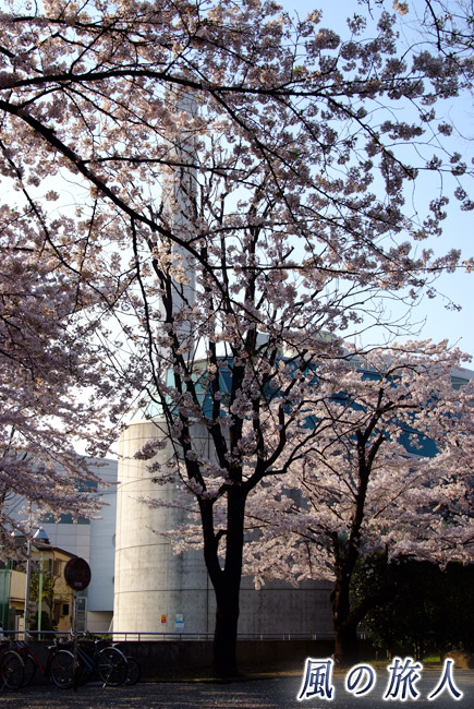 桜と千歳温水プール