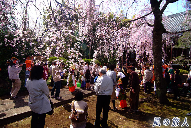 烏山寺町の花まつり　しだれ桜の下での行事