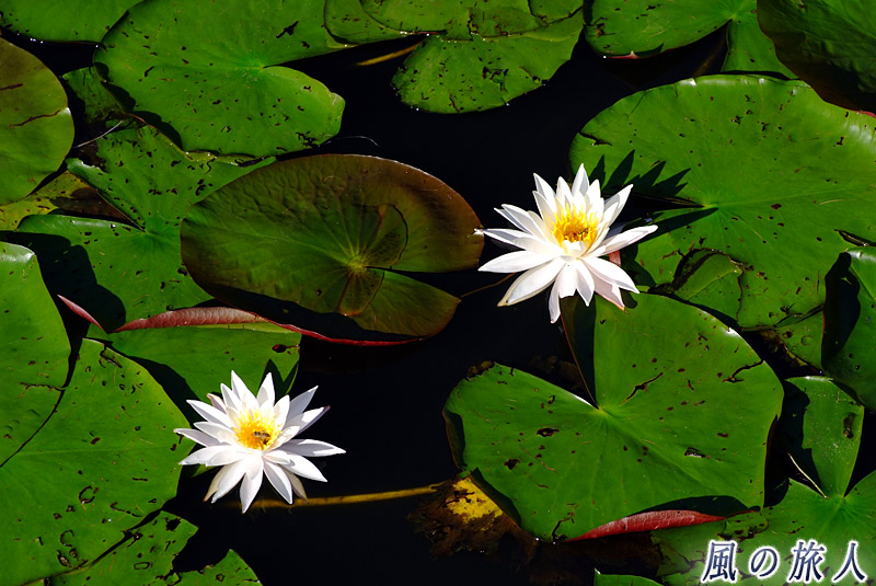 池に浮かぶ睡蓮の花