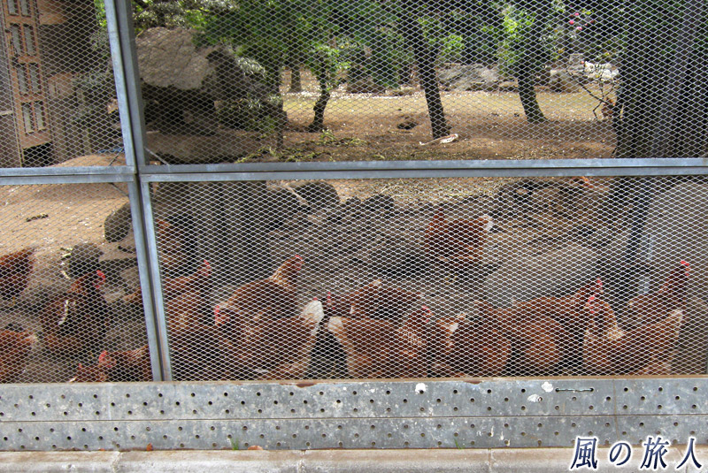 六郷田無道　吉実園の鶏たち