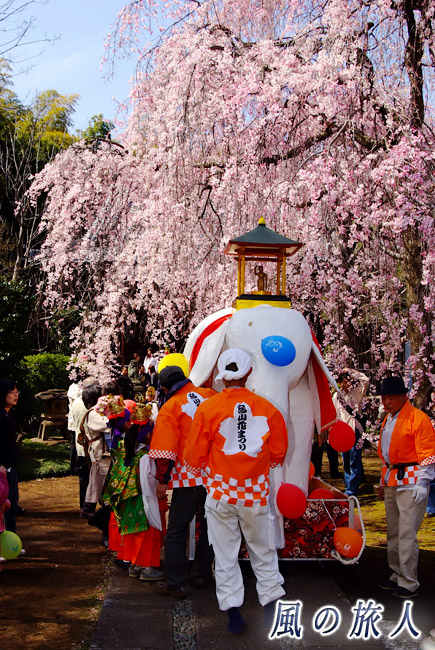 烏山寺町の花まつり　しだれ桜と白象