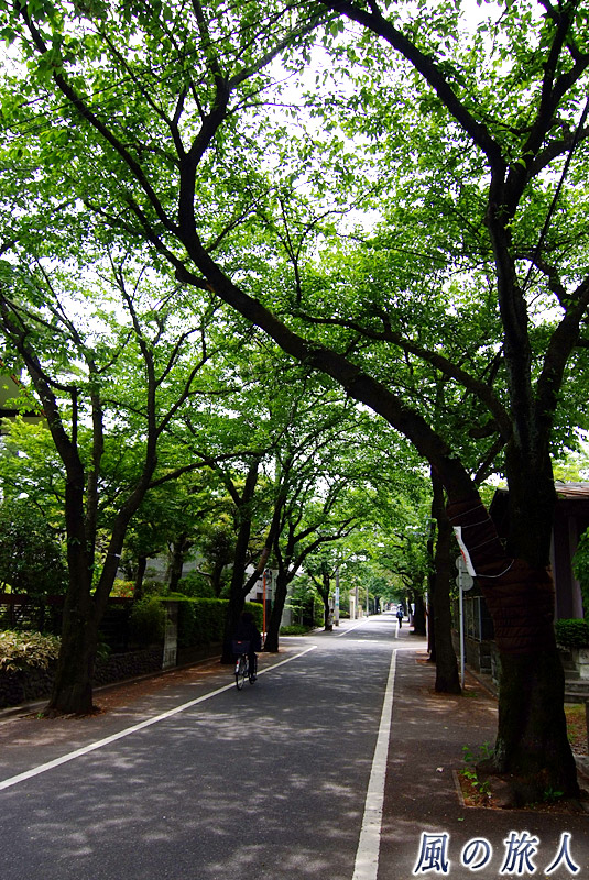 成城の桜並木　新緑の季節の桜並木