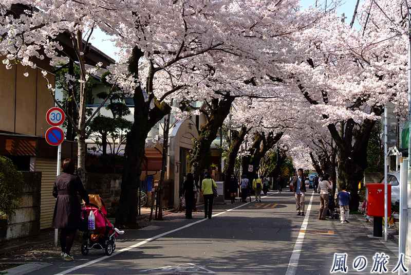 成城の桜並木