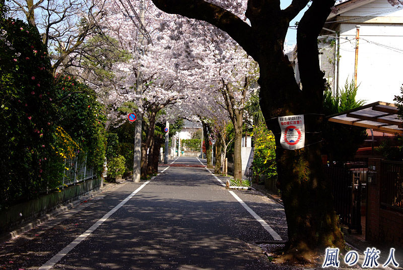 成城の桜並木　横の路地に咲く桜