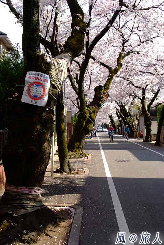 成城の桜並木　ちょっと痛々しい姿で咲く桜