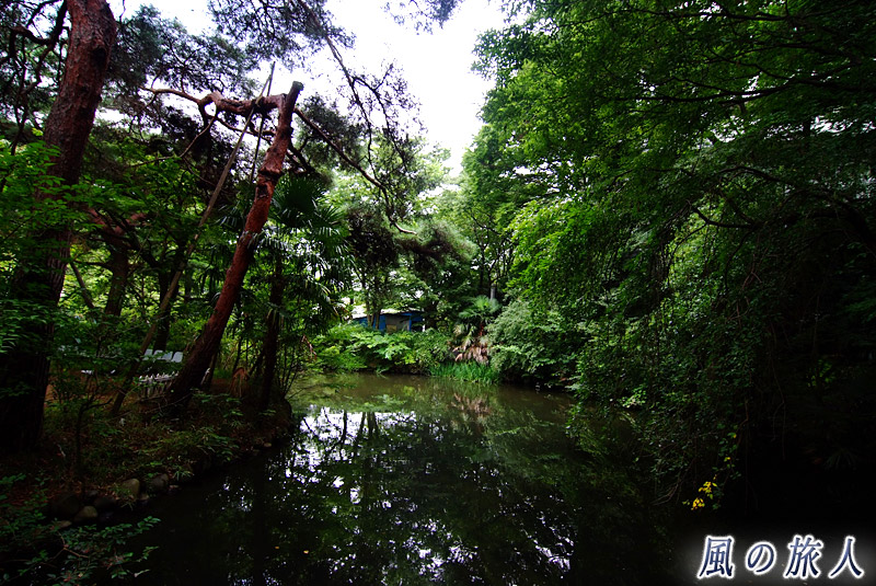 成城学園の池　木々に囲まれた池