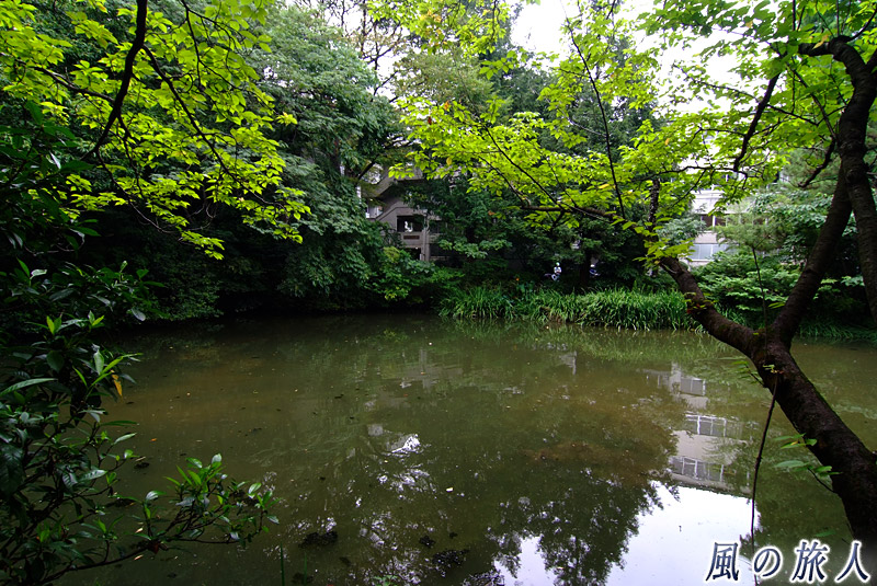 成城学園の池
