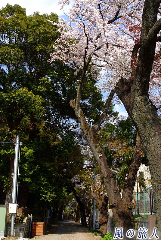 成城３丁目桜ともみじの並木　桜の木