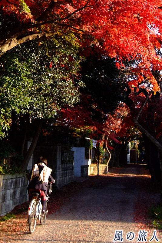 成城３丁目桜ともみじの並木　紅葉の季節