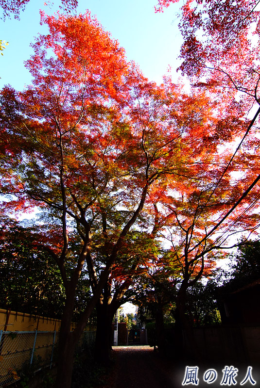 成城３丁目桜ともみじの並木　紅葉するモミジ