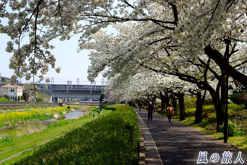 野川の桜と高架橋