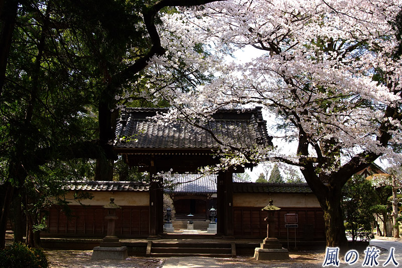 慶元寺　桜の時期の山門